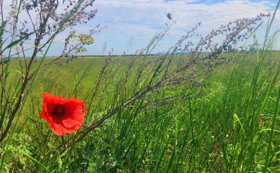 red flower in meadow
