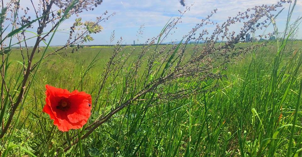 red flower in meadow