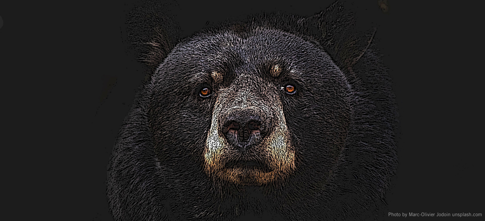 bear